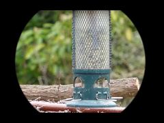 4K Video Mini91 Night Vision Monocular